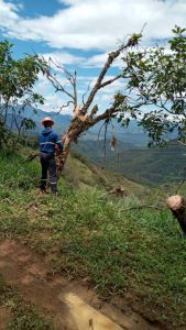 Se reparan daños provocados por vegetación en sistema de distribución de Zaruma.